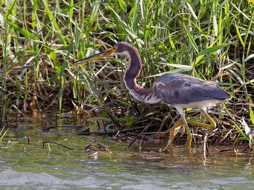 Tricolored Heron