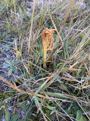 parsley fern (Sceptridium australe)