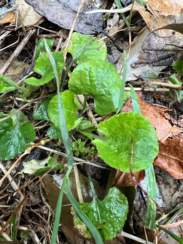 Chinese mallow-leaf violet (Viola hondoensis)