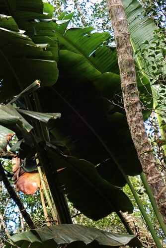 Strelitzia alba, photograph 3
