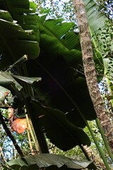 (c) Karen Eichholz, some rights reserved (CC BY) Strelitzia alba, photograph (c) Karen Eichholz, some rights reserved (CC BY)