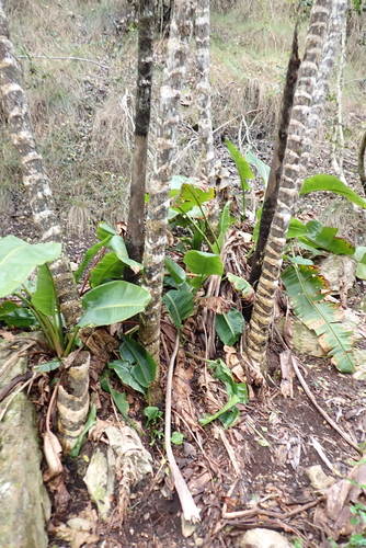 Strelitzia alba, photograph 4