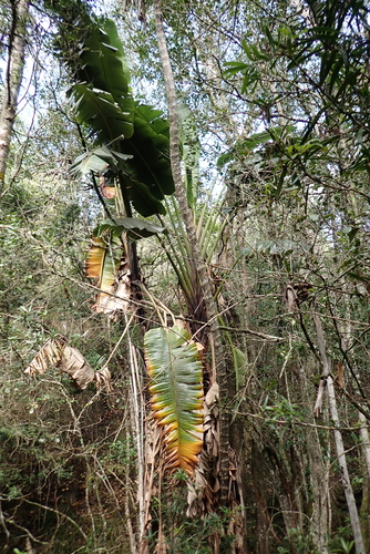 white bird-of-paradise flower (Strelitzia alba)