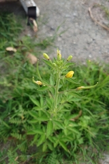 Cléome Visqueux (Cleome viscosa)