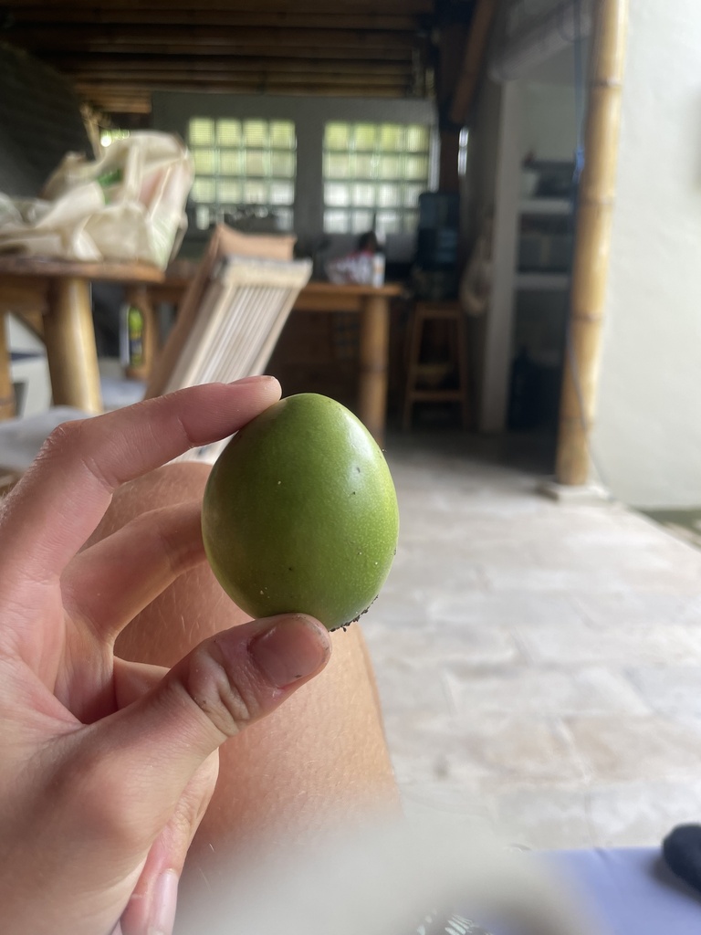 Madagascar ordeal-bean (Cerbera manghas)