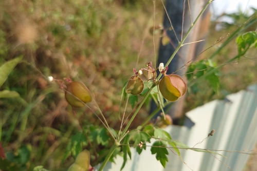Balloon Vine (Cardiospermum halicacabum)