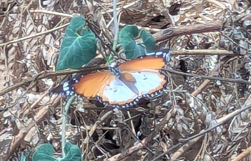Plain Tiger Butterfly