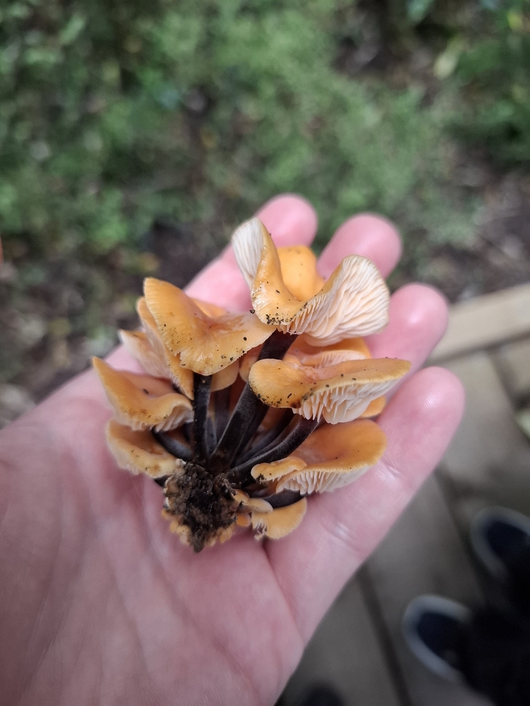 Flammulina velutipes · March 2026 · photo: © armillariabianca (iNaturalist, cc0)