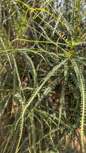 Mexican palo verde