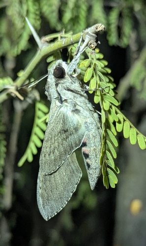 Convolvulus Hawkmoth