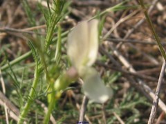 Vicia lutea
