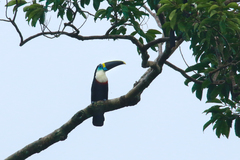 Ramphastos tucanus cuvieri