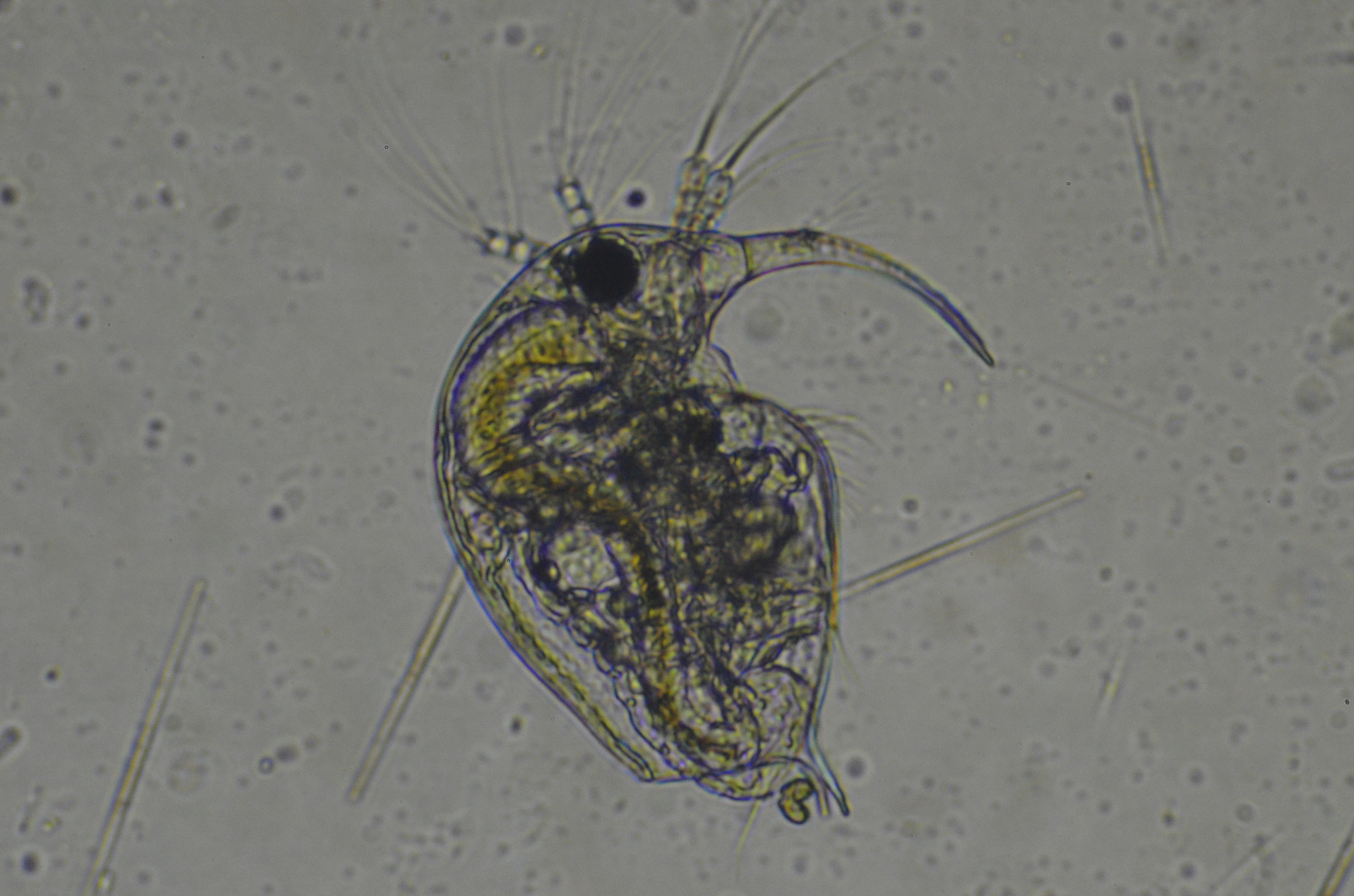 Bosmina longirostris (O.F.Müller, 1776)