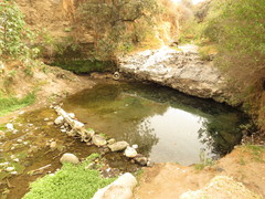 Nasturtium officinale