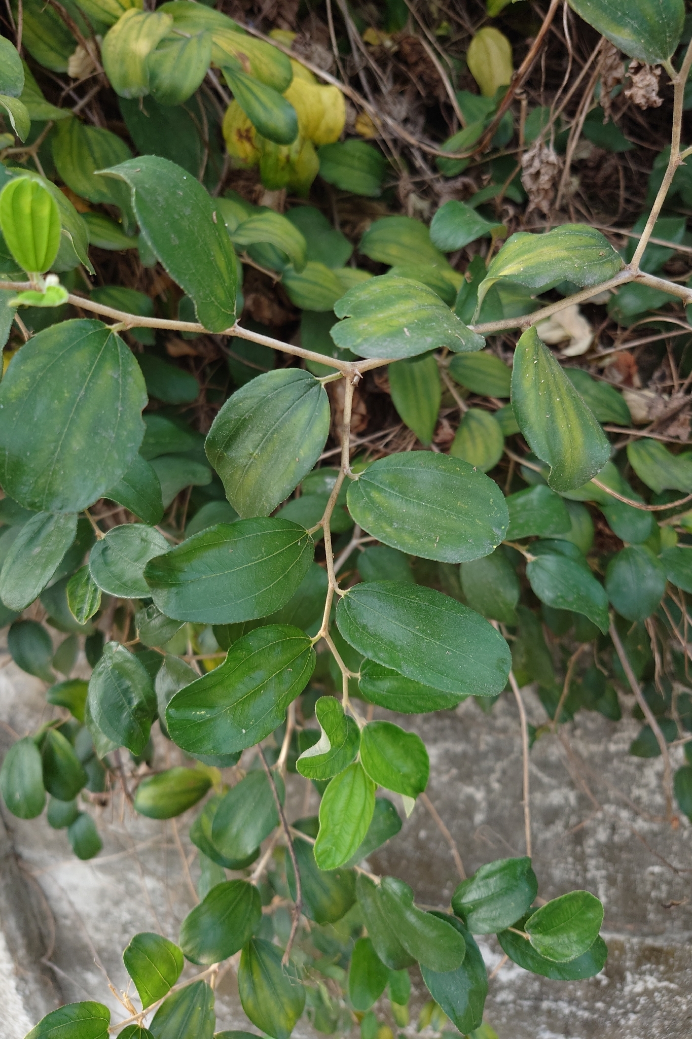 Indian Jujube (Ziziphus mauritiana)