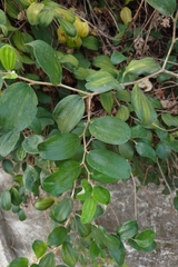 Jujubier Indien (Ziziphus mauritiana)