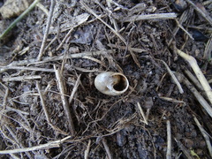 Euomphalia strigella