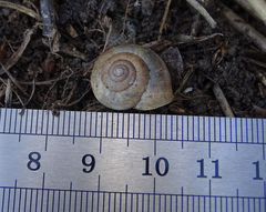 Euomphalia strigella