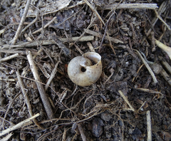 Euomphalia strigella