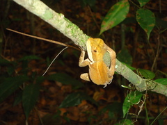 Enyalius bibronii