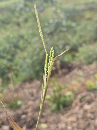 Paspalum nutans observed 2026-03-20