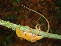 Enyalius bibronii