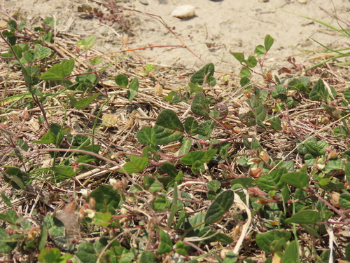 Christia obcordata, photograph 3