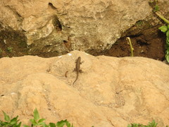 Sceloporus grammicus