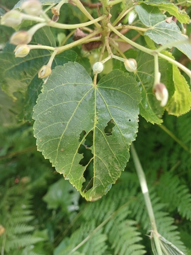 Forest Dombeya (Dombeya tiliacea)
