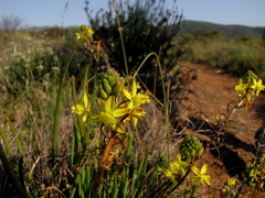 Bulbine frutescens