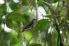 Campylopterus largipennis