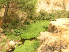 Nasturtium officinale
