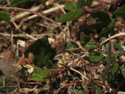Christia obcordata, photograph 2