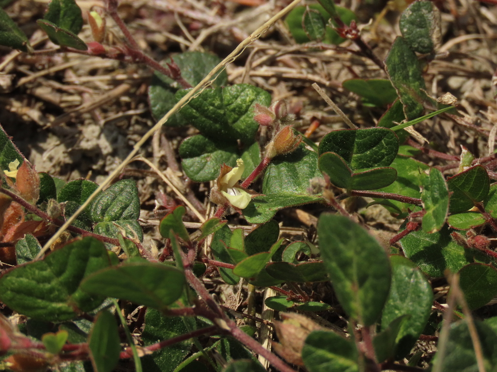 Christia obcordata; photograph (c) chiuluan, some rights reserved (CC BY)