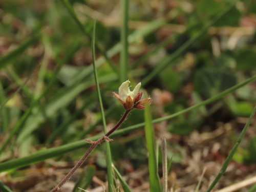 Christia obcordata, photograph 5
