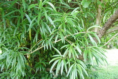 Melicytus lanceolatus