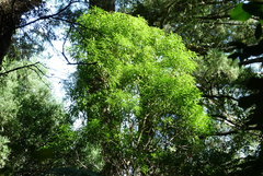 Melicytus lanceolatus