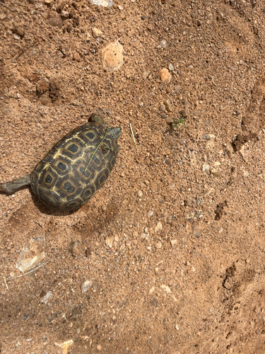 Speke's Hinge-back Tortoise