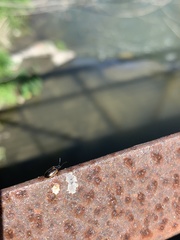 Microtheca ochroloma