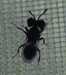 Cratomus megacephalus