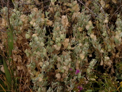 Atriplex lindleyi