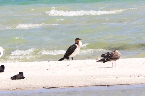 iNaturalist: (c) jandutoit, some rights reserved (CC BY-NC) iNaturalist image