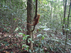 Enyalius bibronii