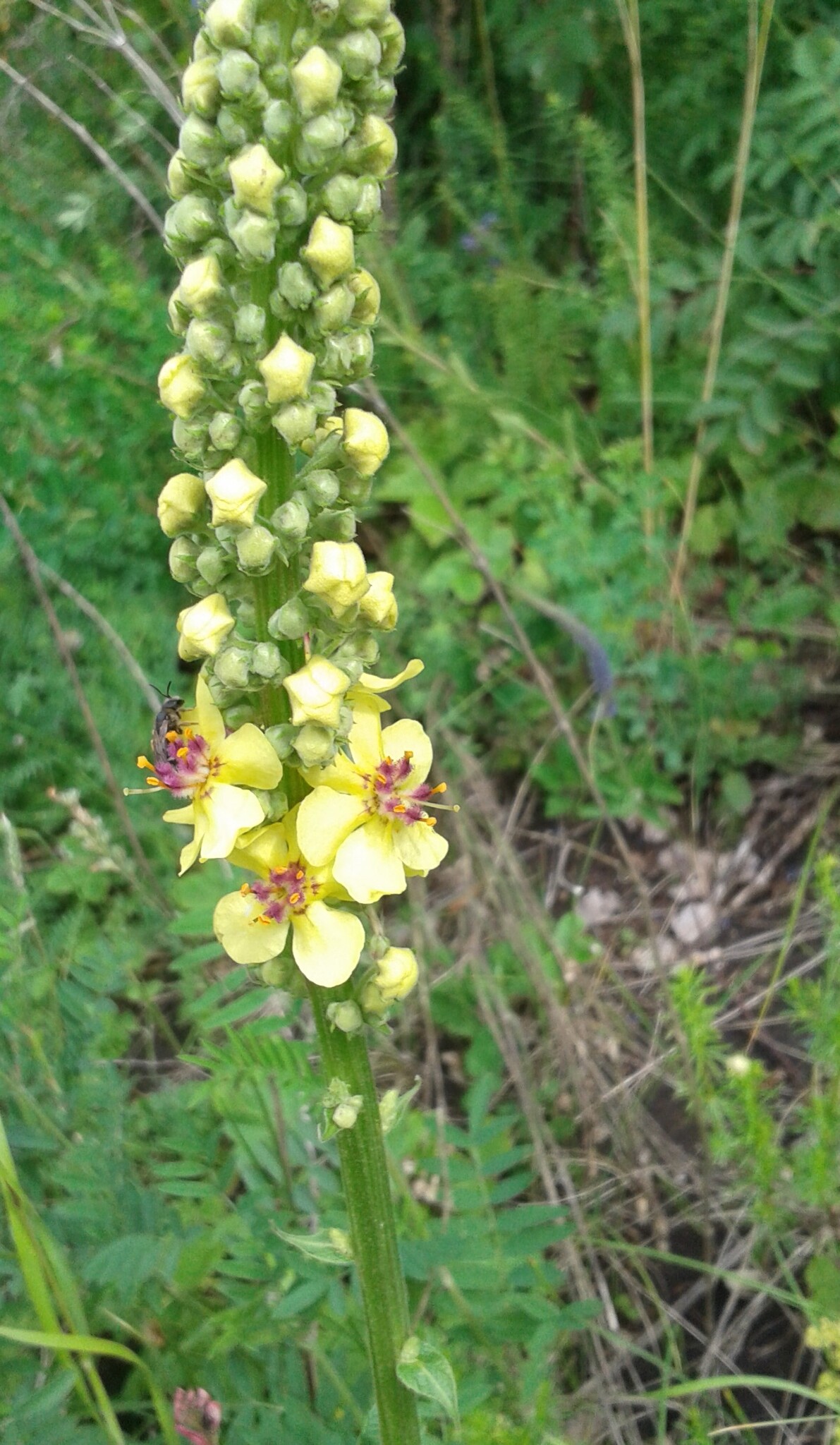 Dark Mullein (Verbascum nigrum)