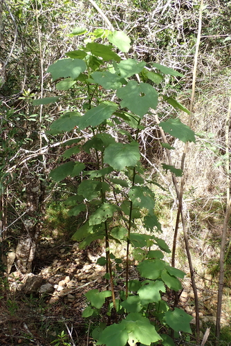 African Hemp (Sparrmannia africana)