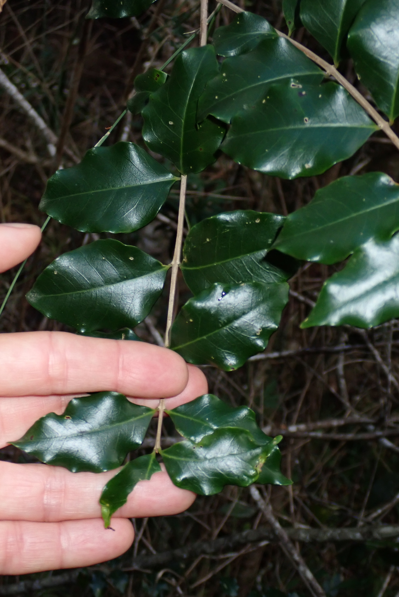 Imagem de hard pear