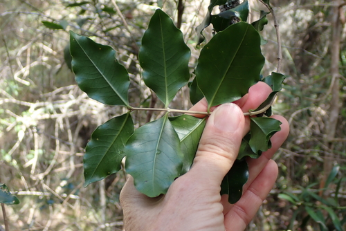Olinia ventosa, photograph 6