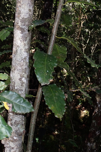 Stinkwood (Ocotea bullata)