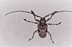 Lagocheirus araneiformis parvulus