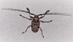 Lagocheirus araneiformis parvulus